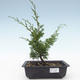 Vonkajšie bonsai - Juniperus chinensis Itoigawa-Jalovec čínsky VB2019-26973 - 1/2