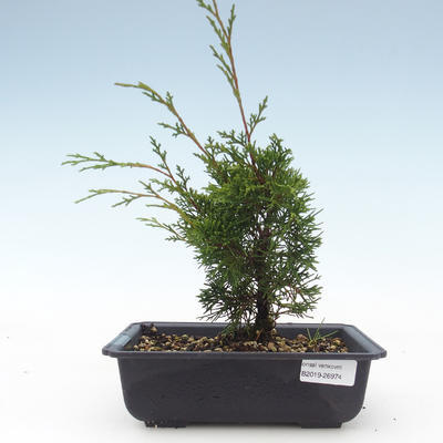 Vonkajšie bonsai - Juniperus chinensis Itoigawa-Jalovec čínsky VB2019-26974 - 1