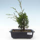 Vonkajšie bonsai - Juniperus chinensis Itoigawa-Jalovec čínsky VB2019-26974 - 1/2