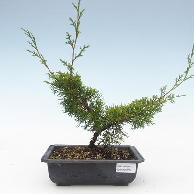 Vonkajšie bonsai - Juniperus chinensis Itoigawa-Jalovec čínsky VB2019-26975 - 1