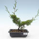 Vonkajšie bonsai - Juniperus chinensis Itoigawa-Jalovec čínsky VB2019-26975 - 1/2
