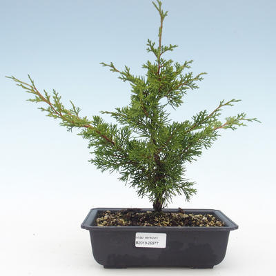 Vonkajšie bonsai - Juniperus chinensis Itoigawa-Jalovec čínsky VB2019-26977 - 1