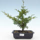 Vonkajšie bonsai - Juniperus chinensis Itoigawa-Jalovec čínsky VB2019-26977 - 1/2