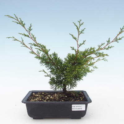 Vonkajšie bonsai - Juniperus chinensis Itoigawa-Jalovec čínsky VB2019-26978 - 1