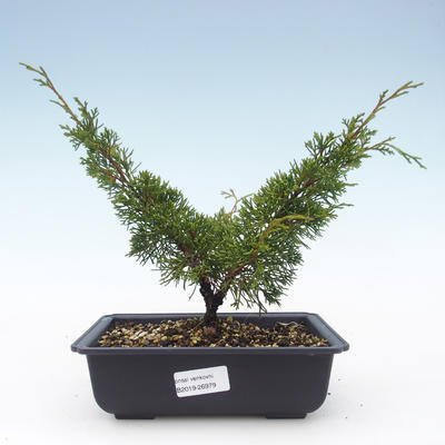 Vonkajšie bonsai - Juniperus chinensis Itoigawa-Jalovec čínsky VB2019-26979 - 1