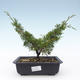 Vonkajšie bonsai - Juniperus chinensis Itoigawa-Jalovec čínsky VB2019-26979 - 1/2