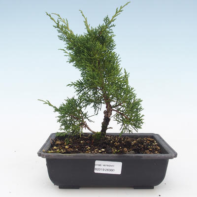 Vonkajšie bonsai - Juniperus chinensis Itoigawa-Jalovec čínsky VB2019-26980 - 1