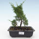 Vonkajšie bonsai - Juniperus chinensis Itoigawa-Jalovec čínsky VB2019-26980 - 1/2