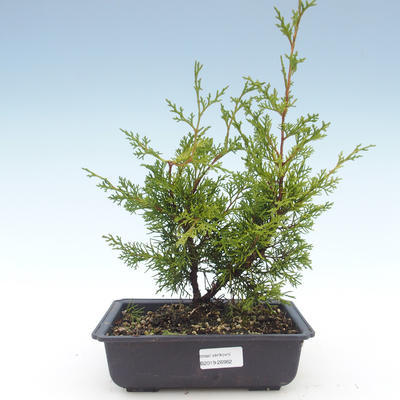 Vonkajšie bonsai - Juniperus chinensis Itoigawa-Jalovec čínsky VB2019-26982 - 1