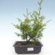 Vonkajšie bonsai - Juniperus chinensis Itoigawa-Jalovec čínsky VB2019-26982 - 1/2