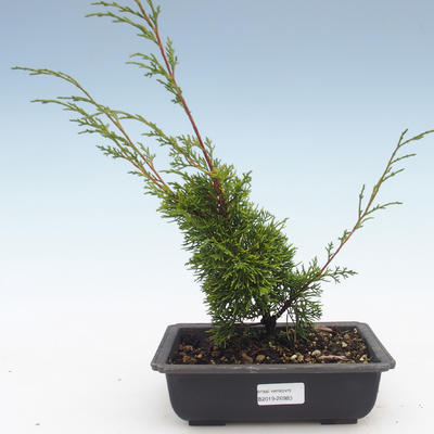 Vonkajšie bonsai - Juniperus chinensis Itoigawa-Jalovec čínsky VB2019-26983 - 1