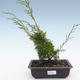 Vonkajšie bonsai - Juniperus chinensis Itoigawa-Jalovec čínsky VB2019-26983 - 1/2