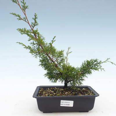 Vonkajšie bonsai - Juniperus chinensis Itoigawa-Jalovec čínsky VB2019-26984 - 1