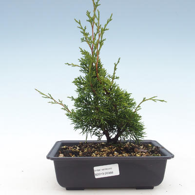 Vonkajšie bonsai - Juniperus chinensis Itoigawa-Jalovec čínsky VB2019-26988 - 1