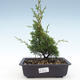 Vonkajšie bonsai - Juniperus chinensis Itoigawa-Jalovec čínsky VB2019-26988 - 1/2