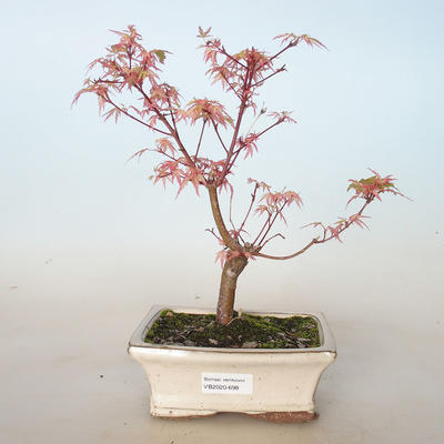 Vonkajší bonsai -Javor dlaňovitolistý Acer palmatum Butterfly VB2020-698 - 1