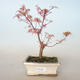Vonkajší bonsai -Javor dlaňovitolistý Acer palmatum Butterfly VB2020-698 - 1/2