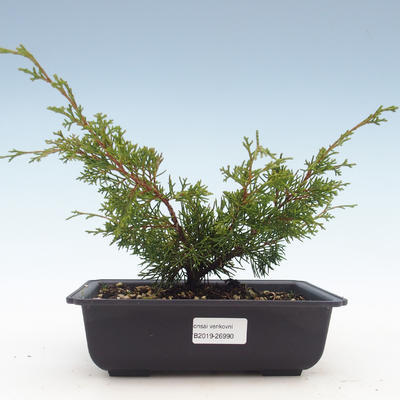 Vonkajšie bonsai - Juniperus chinensis Itoigawa-Jalovec čínsky VB2019-26990 - 1