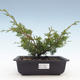 Vonkajšie bonsai - Juniperus chinensis Itoigawa-Jalovec čínsky VB2019-26990 - 1/2