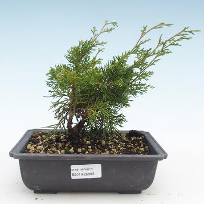 Vonkajšie bonsai - Juniperus chinensis Itoigawa-Jalovec čínsky VB2019-26993 - 1