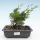 Vonkajšie bonsai - Juniperus chinensis Itoigawa-Jalovec čínsky VB2019-26993 - 1/2