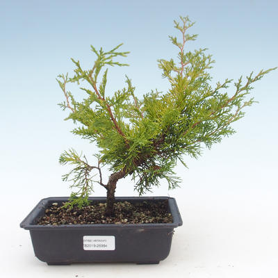 Vonkajšie bonsai - Juniperus chinensis Itoigawa-Jalovec čínsky VB2019-26994 - 1