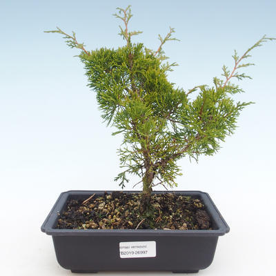 Vonkajšie bonsai - Juniperus chinensis Itoigawa-Jalovec čínsky VB2019-26997 - 1