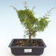 Vonkajšie bonsai - Juniperus chinensis Itoigawa-Jalovec čínsky VB2019-26997 - 1/2