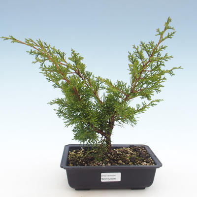 Vonkajšie bonsai - Juniperus chinensis Itoigawa-Jalovec čínsky VB2019-26998 - 1