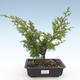 Vonkajšie bonsai - Juniperus chinensis Itoigawa-Jalovec čínsky VB2019-26998 - 1/2