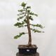 Vonkajší bonsai -Larix decidua - Smrekovec opadavý - 1/6