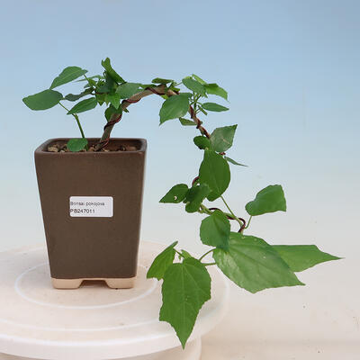 Izbová bonsai - Malvaviscus arboreus - ibištekovec drevnatý - 1