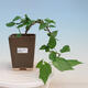 Izbová bonsai - Malvaviscus arboreus - ibištekovec drevnatý - 1/4