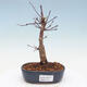 Vonkajšie bonsai - Javor palmatum DESHOJO - Javor dlaňolistý - 1/6