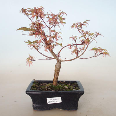 Vonkajší bonsai -Javor dlaňovitolistý Acer palmatum Butterfly VB2020-701 - 1