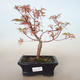 Vonkajší bonsai -Javor dlaňovitolistý Acer palmatum Butterfly VB2020-701 - 1/2