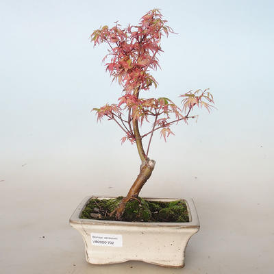Vonkajší bonsai -Javor dlaňovitolistý Acer palmatum Butterfly VB2020-702 - 1
