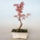 Vonkajší bonsai -Javor dlaňovitolistý Acer palmatum Butterfly VB2020-702 - 1/2