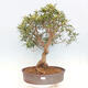 Izbová bonsai - Ficus nerifolia - malolistý fikus - 1/5