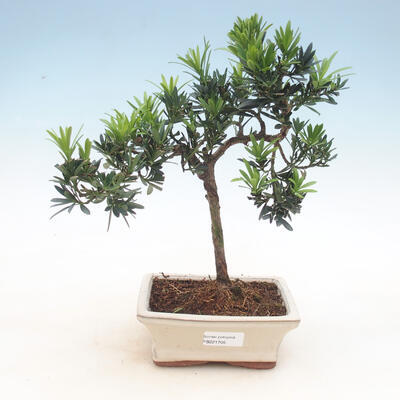 Izbová bonsai - Podocarpus - Kamenný tis