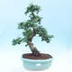 Izbová bonsai - Carmona macrophylla - Čaj fuki - 1/7