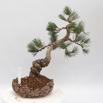 Vonkajšie bonsai - Pinus parviflora - borovica drobnokvetá - 1