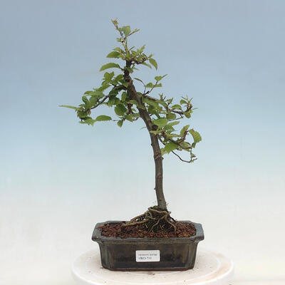 Vonkajší bonsai - Carpinus Betulus - Hrab obyčajný
