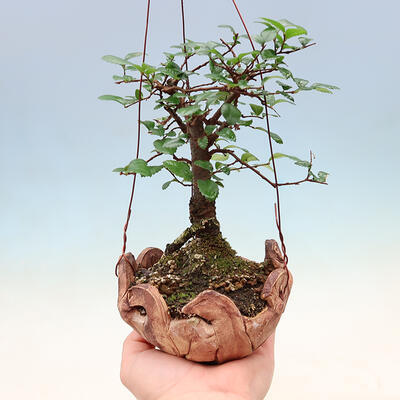 Kokedama v keramike -Ulmus parvifolia- malolistý brest - 1