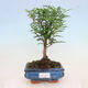 Izbová bonsai - Zantoxylum piperitum - korenistý - 1/4