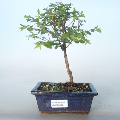 Vonkajšie bonsai pámelník - Symphoricarpos chenaultii hancock VB2020-722 - 1