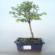 Vonkajšie bonsai pámelník - Symphoricarpos chenaultii hancock VB2020-722 - 1/2