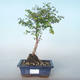 Vonkajšie bonsai pámelník - Symphoricarpos chenaultii hancock VB2020-723 - 1/2