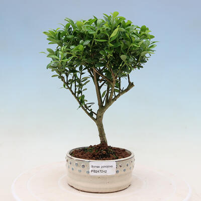 Izbová bonsai - Ilex crenata - Cezmína - 1