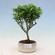 Izbová bonsai - Ilex crenata - Cezmína - 1/2